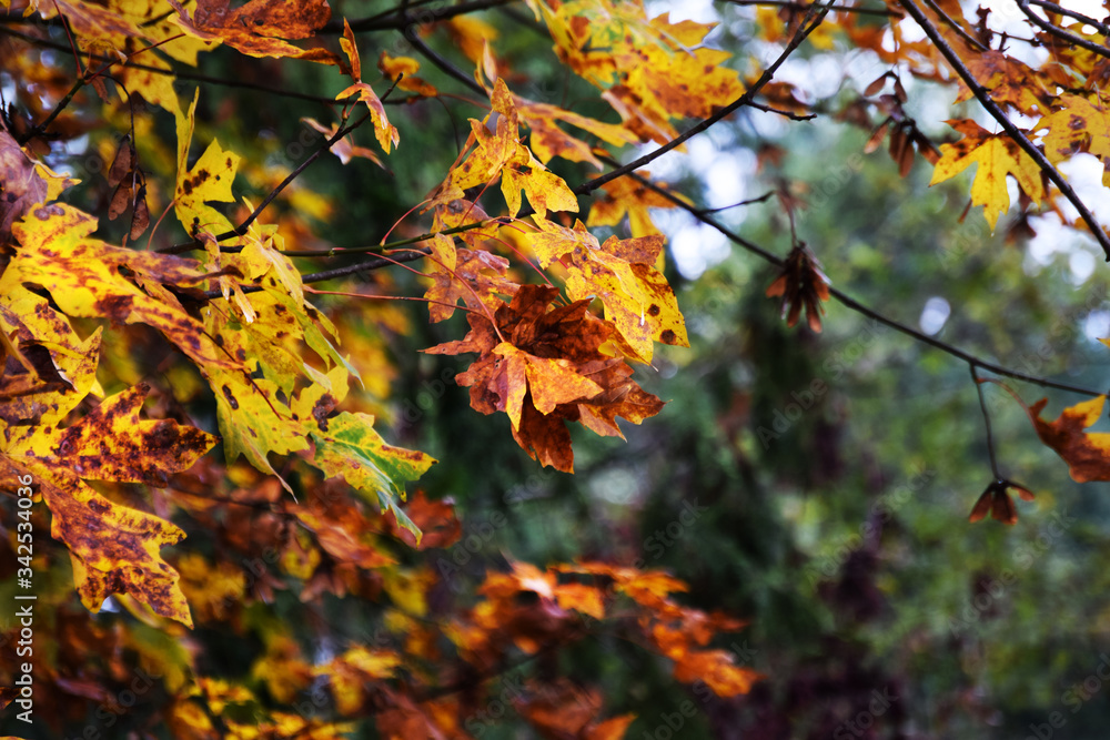 Obraz premium Fall Tree, Dying Leafs