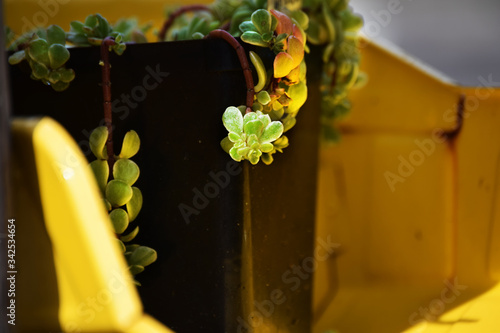 Coral Reef Succulent Forgotten in Toy Truck, Never Replanted photo