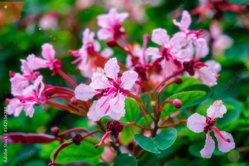 Fototapeta premium pink flowers in the garden