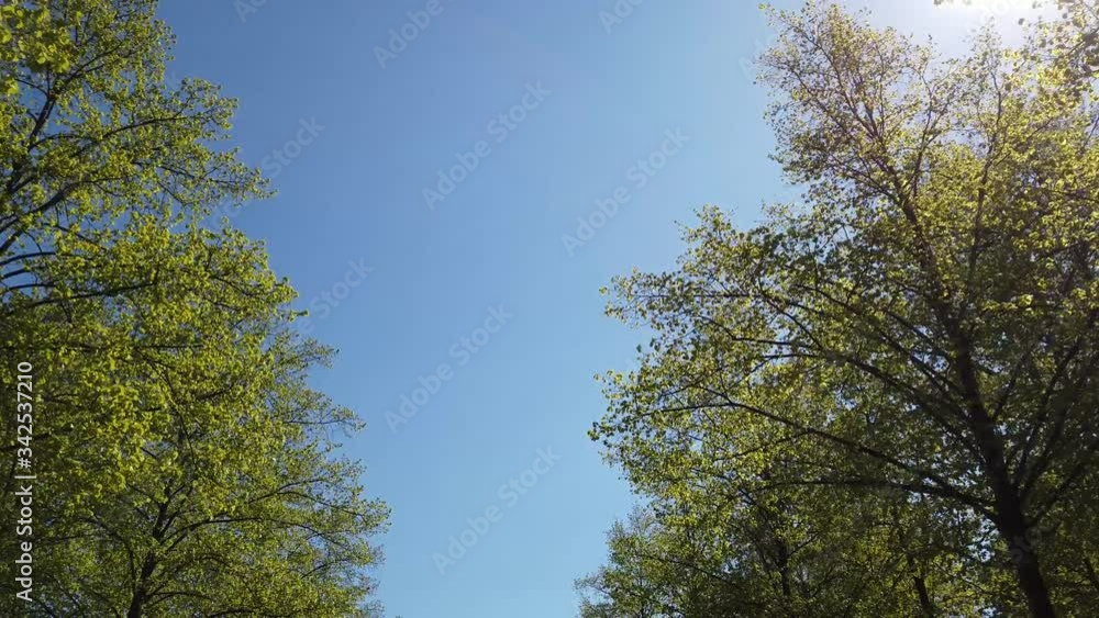 trees and blue sky on sunny day, slow movement through alley trees and blue sky on sunny day, slow movement through alley