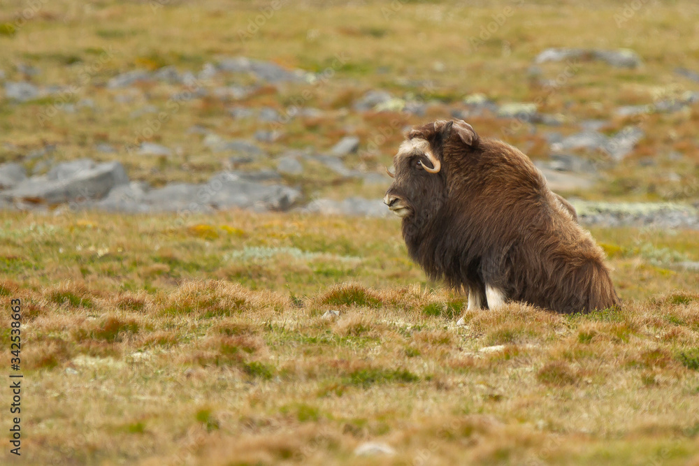 Fototapeta premium Buey almizclero (Ovibos moschatus), sentando en la tundra en el Parque nacional de Dovrejfel (Noruega).