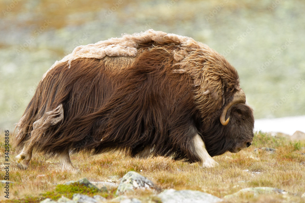 Fototapeta premium Ovibos moschatus, Buey almizclero caminando sobre la hierba en la tundra.