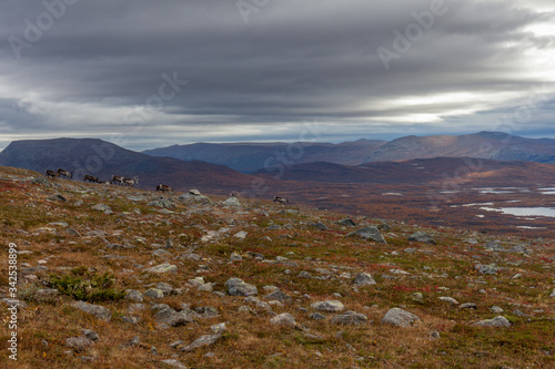 autumn view of Sarek National Park, Lapland, Norrbotten County, Sweden, near border of Finland, Sweden and Norway. selective focus