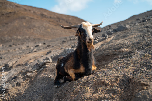 Beautiful close up of goat in Fuerteventura, Canary Islands