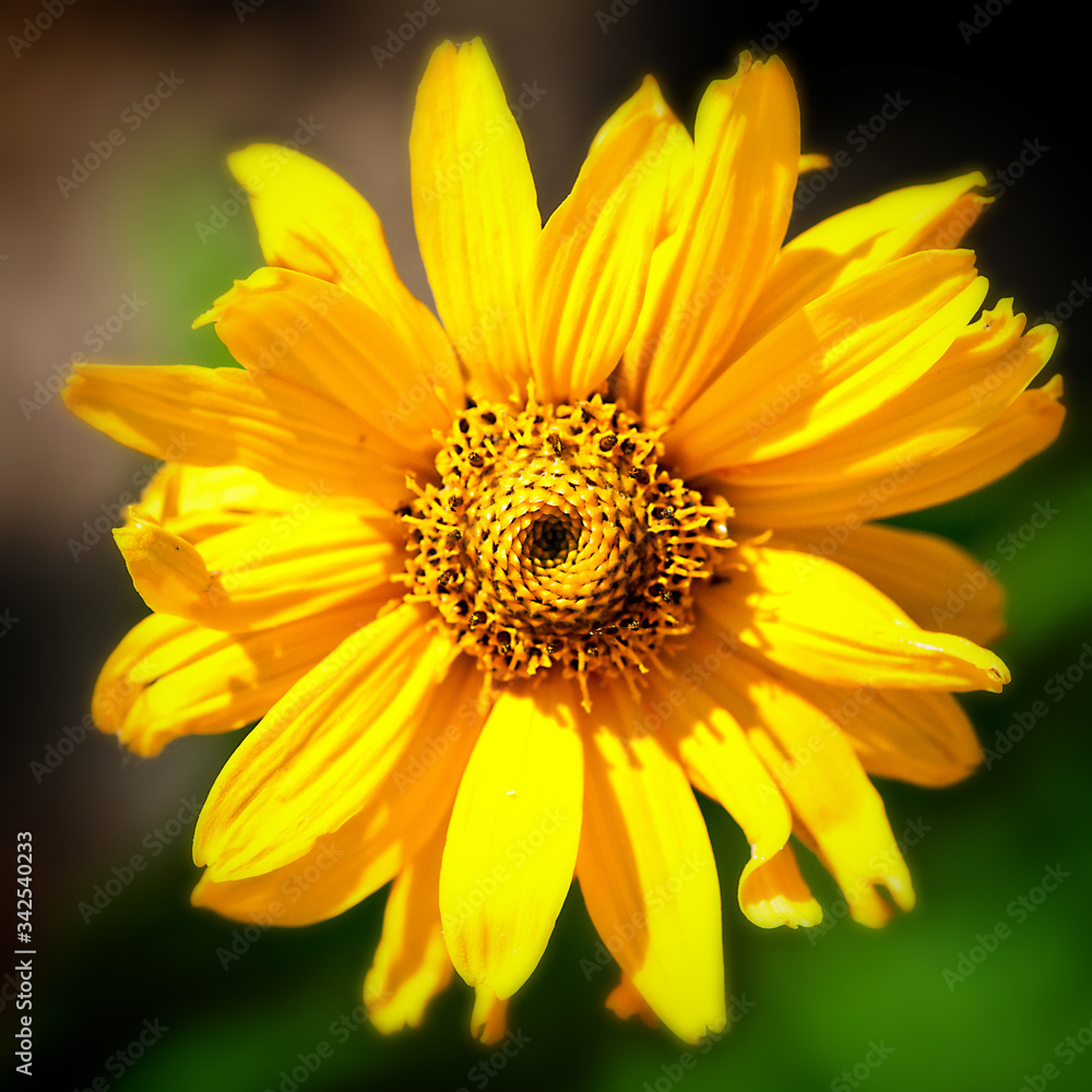 yellow daisy flower