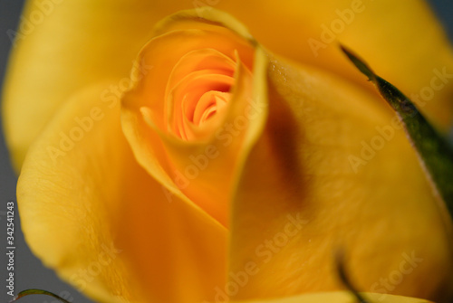 Bright Yellow Rose with vibrant petals