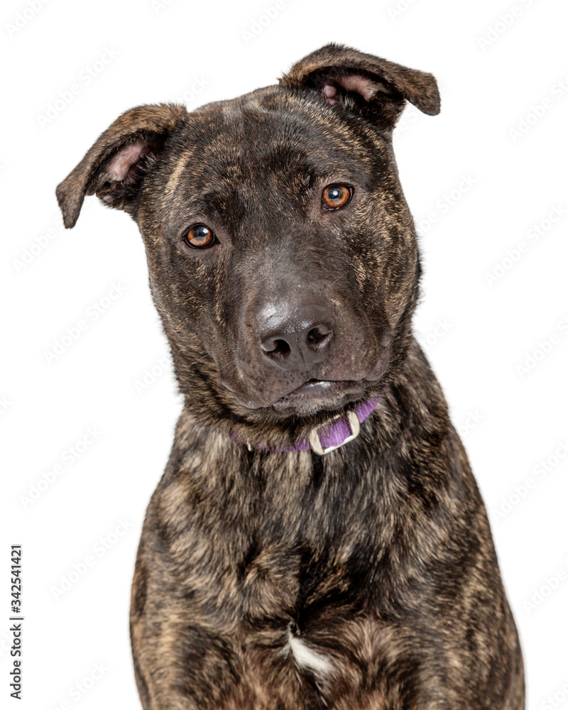Closeup portrait sweet attentive pit bull isolated