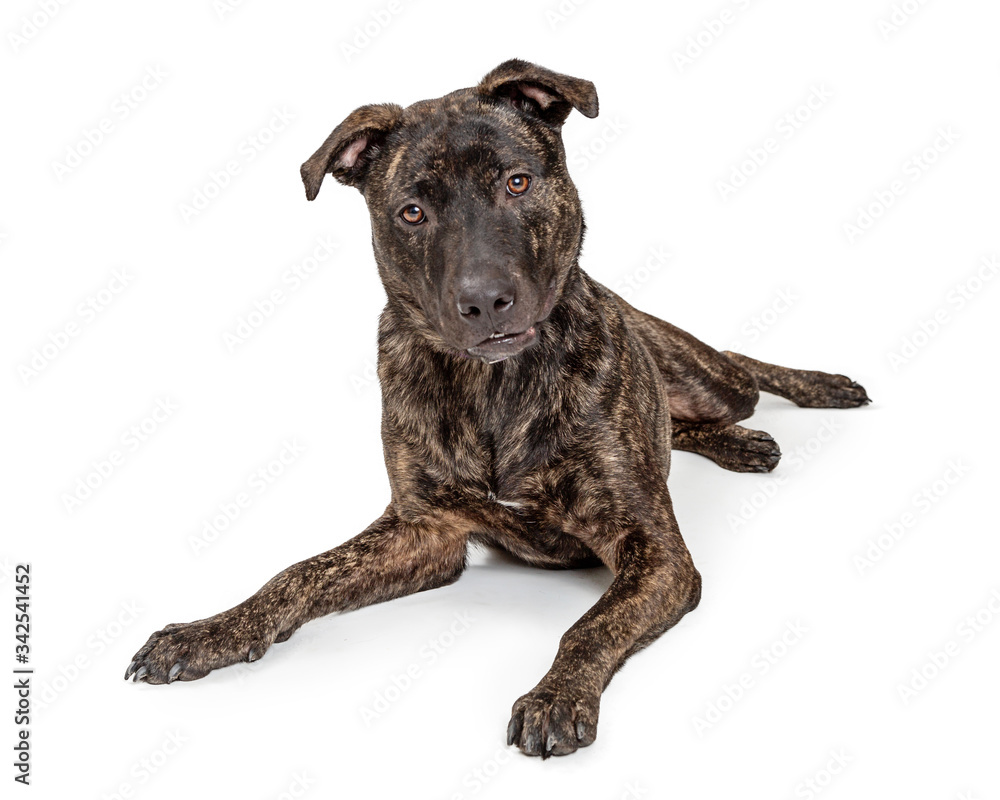 Naklejka premium Cute attentive pet pit bull lying isolated