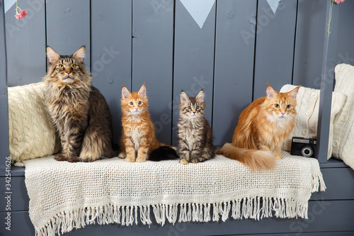 Family of four Maine Coon cat - mother, father and children - sitting or laying down in straight row, looking above camera side ways. Against the background of a cozy scandy Interior. Horizontal frame photo