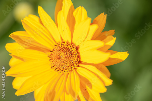 Yellow Daisy close up of pedals