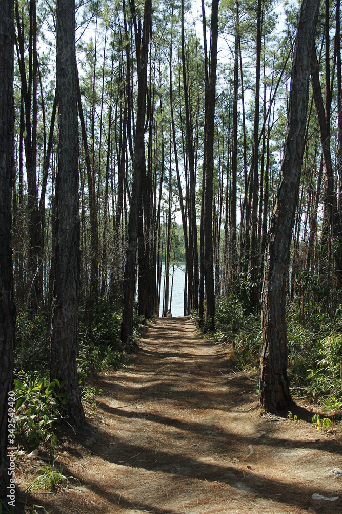Fototapeta premium sendero lago arboles