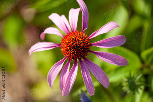 echinacea flower blossom in the spring