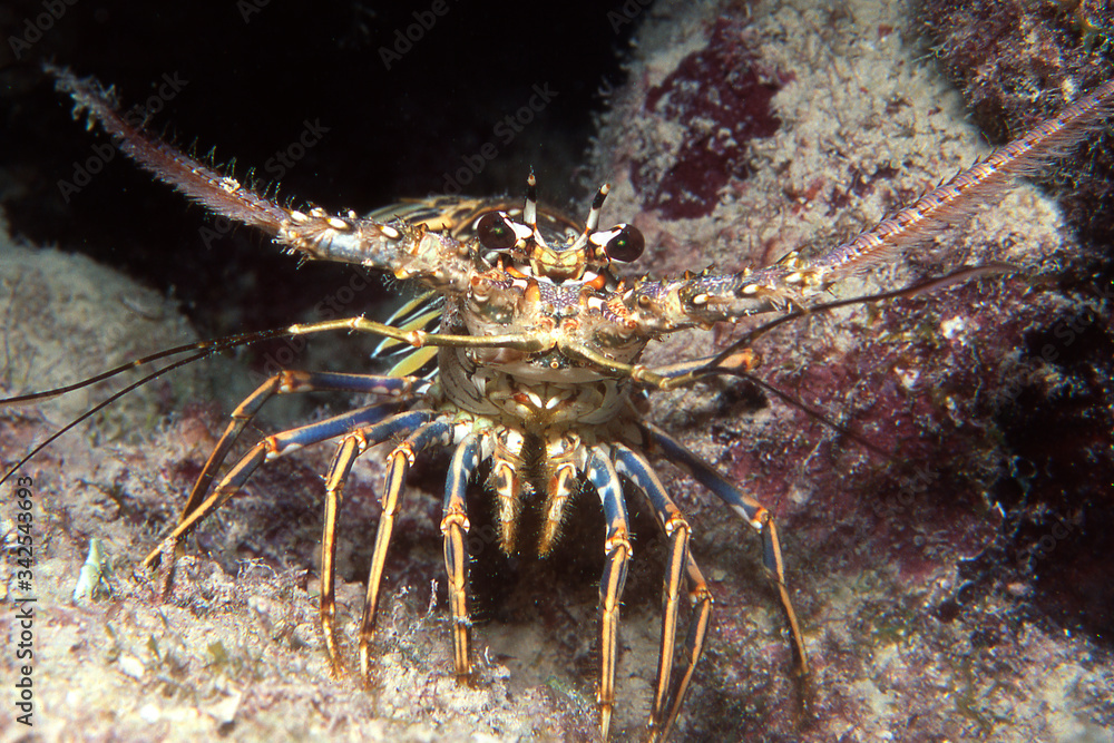 Caribbean Spiny Lobster, Panulirus argus Caribbean Spiny Lobster, Panulirus argus