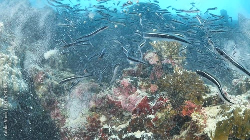 convict blenny digging the sand to maka a place underwater fish school together photo