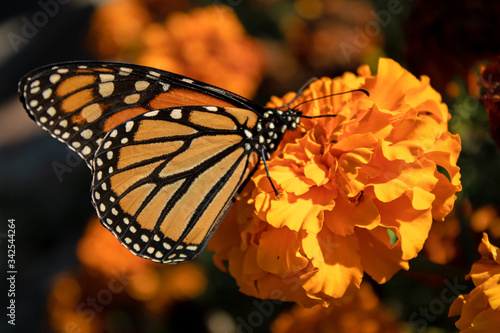 Canvas Print Monarch butterfly