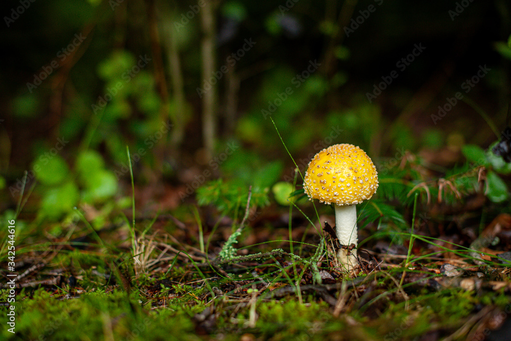 wild mushroom in mossy forest floor wild mushroom in mossy forest floor