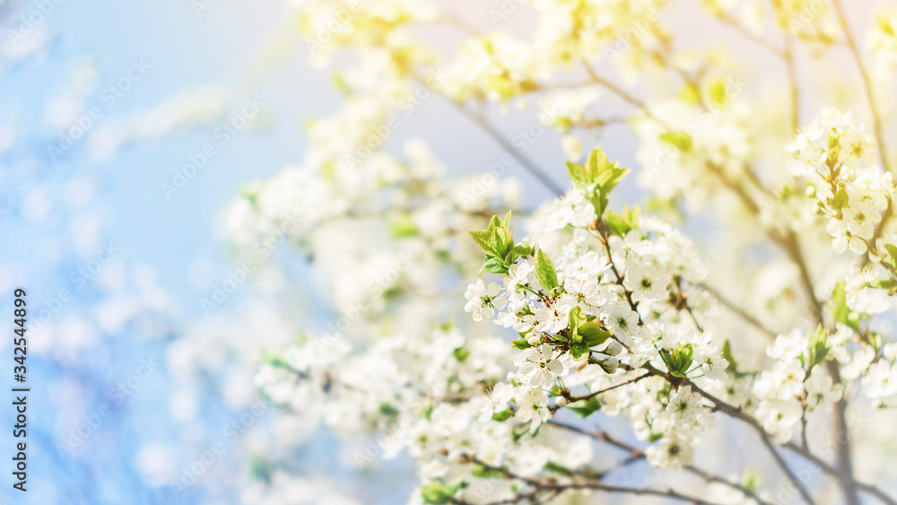 Blooming branches macro with soft focus on the background of the sky in the sunlight. Blooming branches macro with soft focus on the background of the sky in the sunlight.