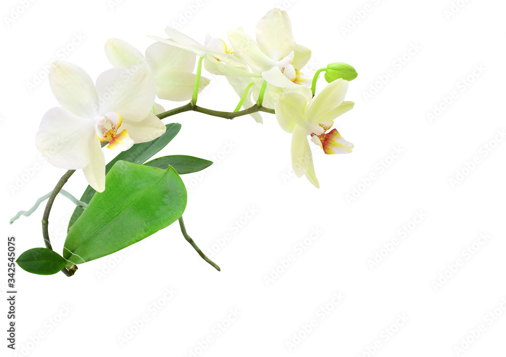 Orchid sprig with white flowers, buds and leaves, isolated on a white background. Copy space.