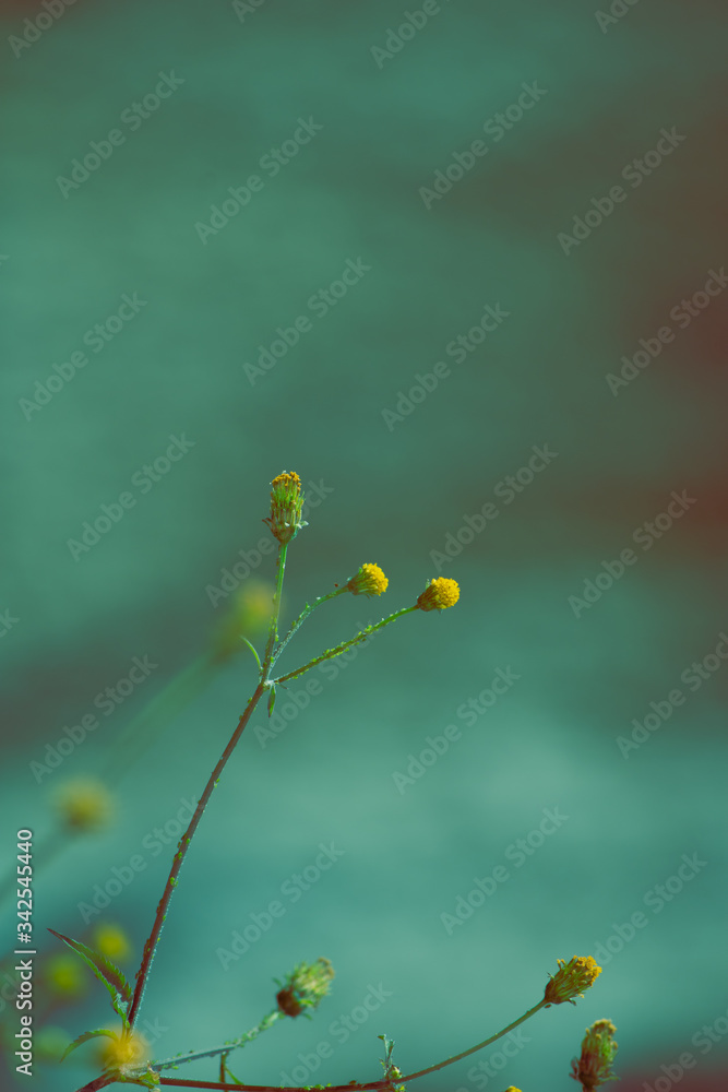 Flores de dente leão isoladas em um cenário triste