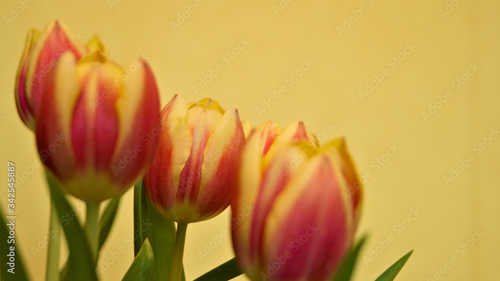 Fototapeta premium Three yellow-red tulips on a yellow background.