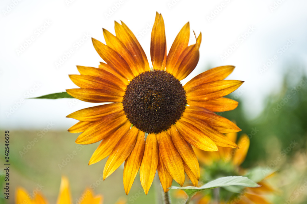 Obraz premium sunflower on the field