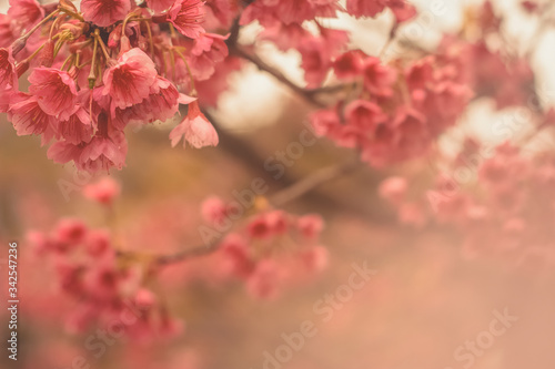 pink cherry blossom © EbersonTheodoro
