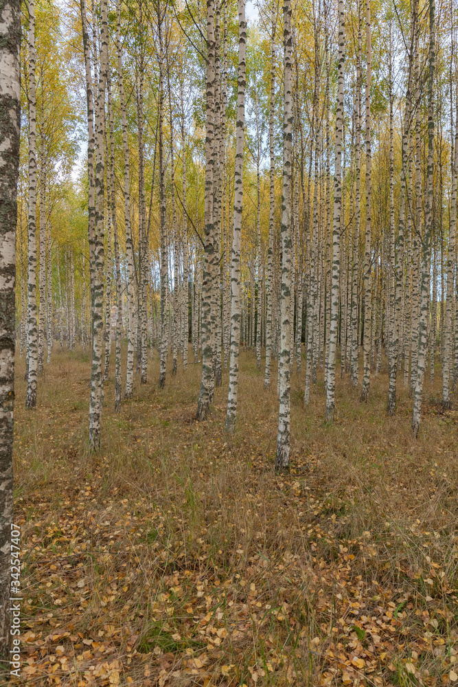 Fototapeta premium Birch trees with fresh green leaves in autumn. Sweden, selective focus