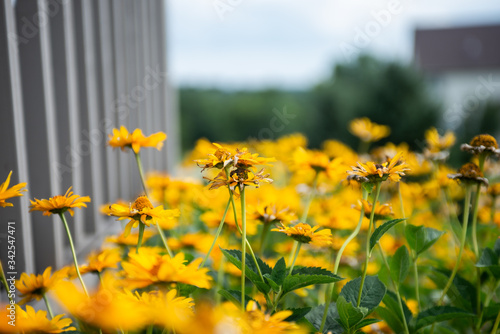 Fototapeta Naklejka Na Ścianę i Meble -  flower bed of yellow daisy flowers
