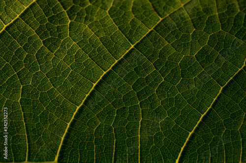 green leaf texture