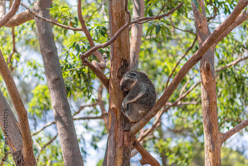 Koala resting in the branches of an eucalyptus tree in Australia photo