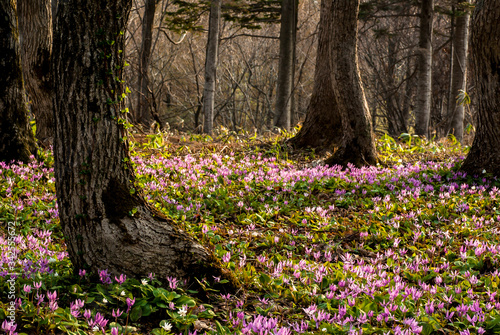 陽の当たる森の中のカタクリの花の群生