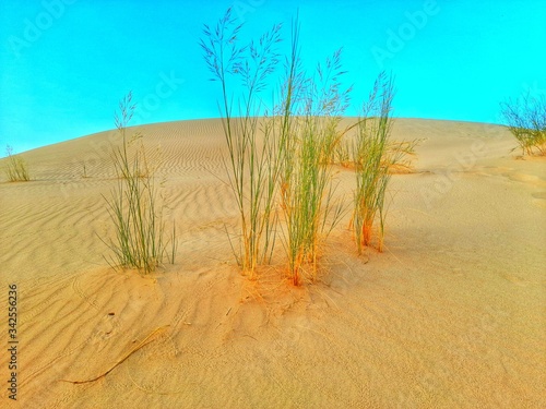 sand dune in desert of Algeria
