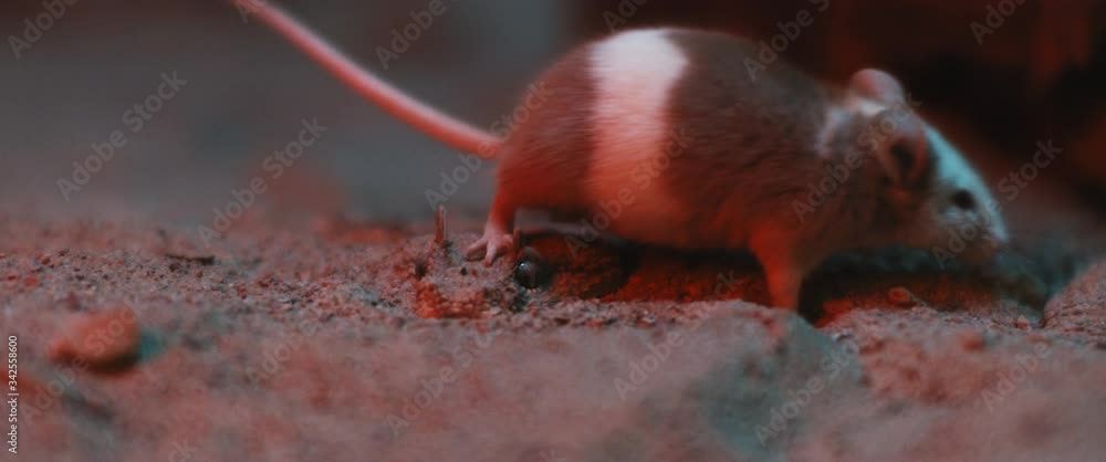 Mouse treading on a horned viper snake's head camouflaged in sand, and continuing walking. CLOSE UP, SHALLOW DEPTH OF FIELD, SLOW MOTION, BMPCC 4K. Mouse treading on a horned viper snake's head camouflaged in sand, and continuing walking. CLOSE UP, SHALLOW DEPTH OF FIELD, SLOW MOTION, BMPCC 4K.