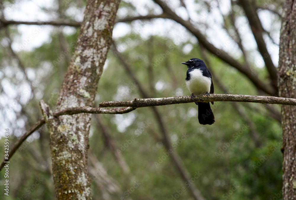 A willy wagtail(Rhipidura leucophrys leucophrys) perched on a small branch, in a subtropical coastal forest; taken in Iluka on an overcast day, in Australia.
