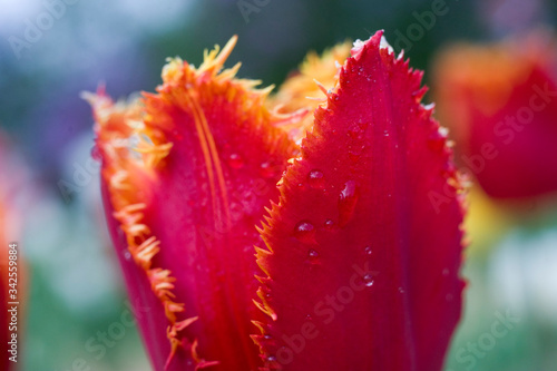 Wallpaper Mural Bright orange-pink-yellow tulips in drops of dew or rain spring Torontodigital.ca