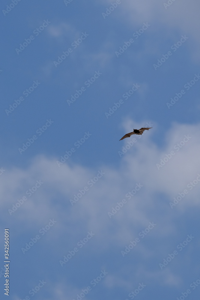 bat in flight