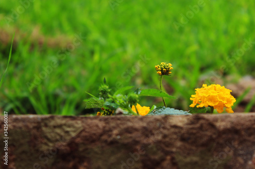 Yellow Lantana Camara flower at the park