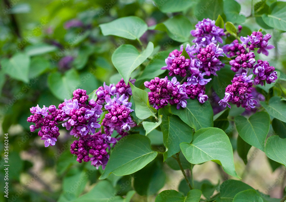 Bright lilac spring, may Bright lilac spring, may