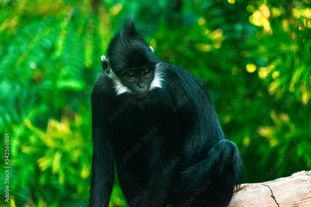 Fototapeta premium Monkey in a Zoo