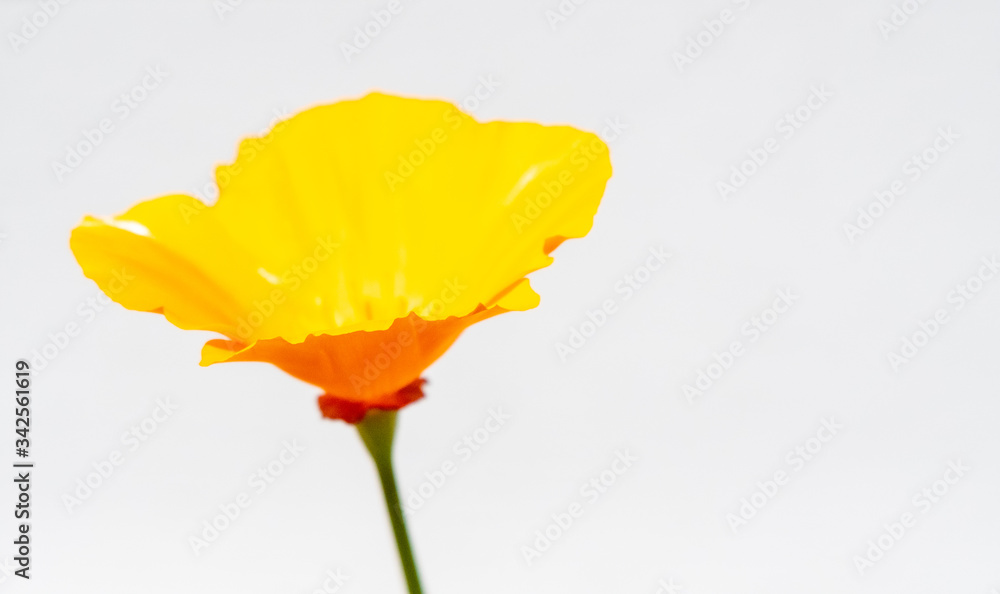 A California poppy blooms against white background A California poppy blooms against white background