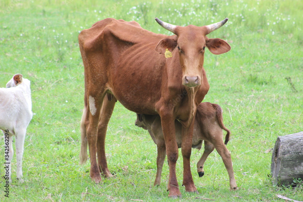 cows in a field