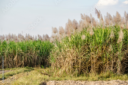 Sugar cane and Workers havesting sugar cane on field at Tay Ninh, Vietnam.