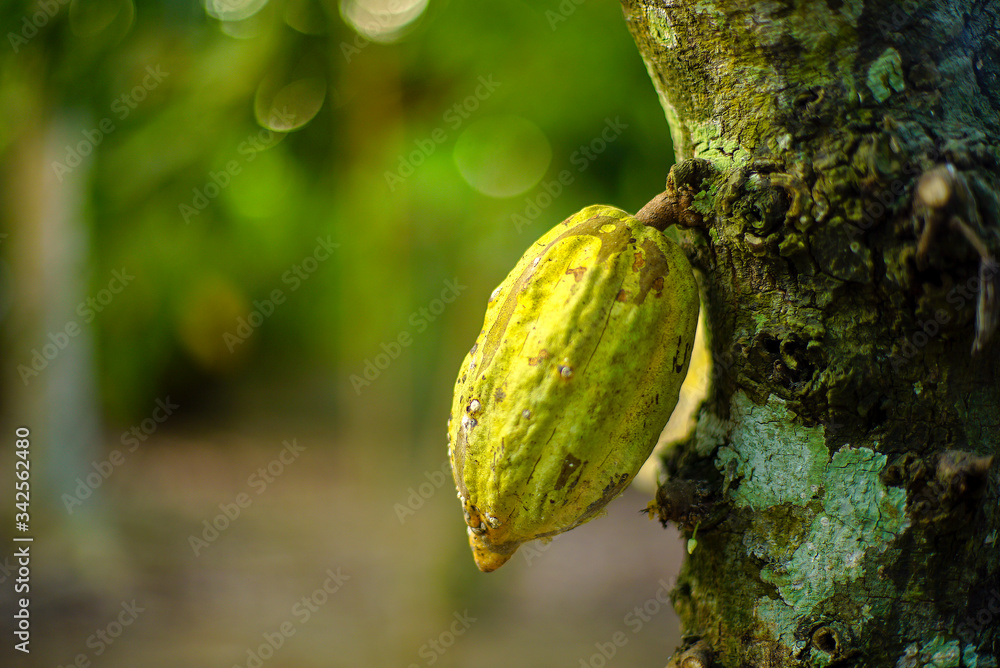 Chocolate tree ( Theobroma cacao ), chocolate fruit on a tree that is ready to be harvested with bokeh background. Chocolate tree ( Theobroma cacao ), chocolate fruit on a tree that is ready to be harvested with bokeh background.