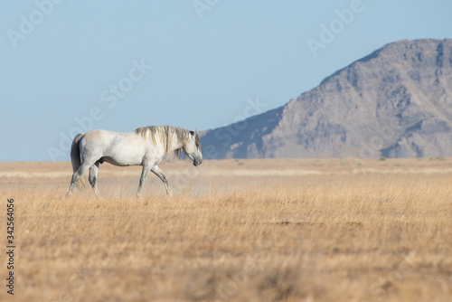 Wild horse in utah