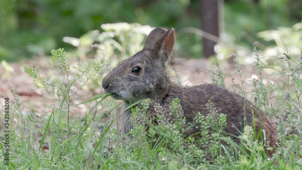 A marsh bunny rabbit eats grass at Mead Gardens park in Orlando Florida A marsh bunny rabbit eats grass at Mead Gardens park in Orlando Florida