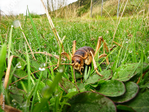 Stephens Island weta or Cook Strait giant weta on Maud Island. Endemic to New Zealand.