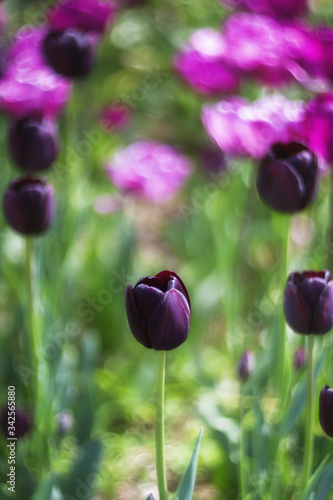 Beautiful black tulips on a green background. Dark tulips bloom in the garden in spring. Black tulips close-up on a blurry background for prints, decor, wallpaper, posters.