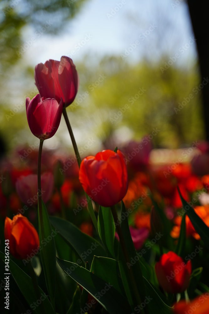 Obraz premium カラフルなチューリップのお花畑