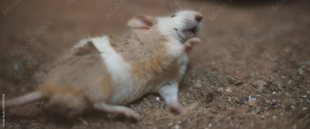 Poisoned mouse lying on the ground and dying from a snake's bite. CLOSE UP, SHALLOW DOF, SLOW MOTION, BMPCC 4K. Poisoned mouse lying on the ground and dying from a snake's bite. CLOSE UP, SHALLOW DOF, SLOW MOTION, BMPCC 4K.