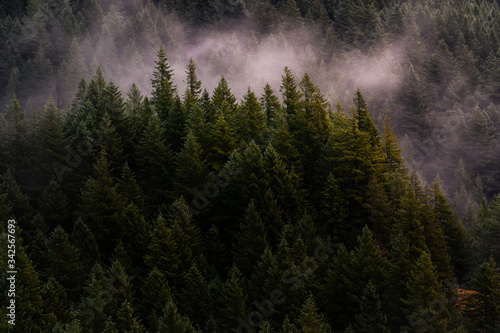 Fototapeta Naklejka Na Ścianę i Meble -  morning fog in the mountains